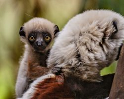 Zoo celebrates birth of critically endangered ‘dancing lemur’, first ever born in Europe