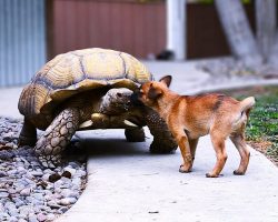 Lonely old tortoise befriends scared puppies in their new foster home
