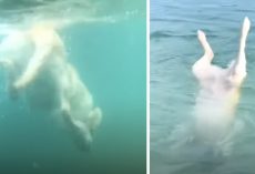 Meet Max, The Dog Who Thinks He’s A Mermaid