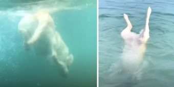 Meet Max, The Dog Who Thinks He’s A Mermaid