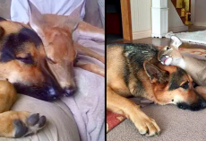 Loyal German Shepherd steps up to be protector of orphaned baby deer