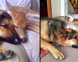 Loyal German Shepherd steps up to be protector of orphaned baby deer