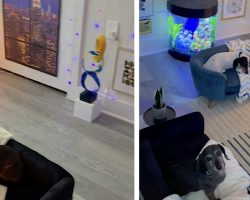 Man Turns The Spare Bedroom Into A Luxury Doggy Condo