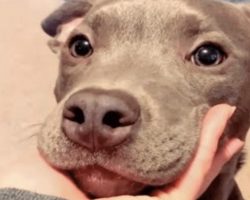 Unwanted Dog Now Has The Best Sister From Another Mother