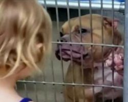 A 2-year-old girl met a sick pitbull at an animal shelter and refused to leave without the loving animal