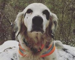 Brave senior dog dies saving his family from a bear