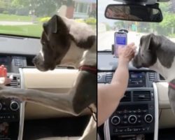 Safety-Conscious Dog Prevents Owner From Texting While Driving