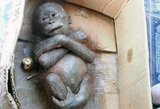 Newborn orangutan found “mummified” in cardboard box shows incredible transformation