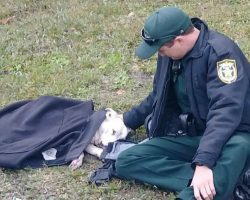Deputy comforts dog cold and in pain after being hit by car, stays until help arrives
