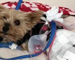 Heroic Yorkie fends off a coyote to save her 10-year-old owner
