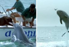 Dolphin Jumps Up To Kiss The Dog Then Does A Little Happy Dance