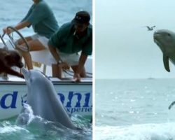 Dolphin Jumps Up To Kiss The Dog Then Does A Little Happy Dance