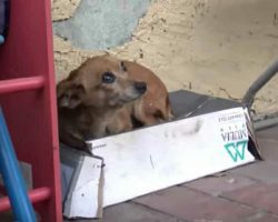 Abandoned puppy lives in shoebox – when animal heroes lift her up, they discover horrible truth