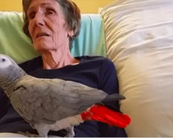 Dying woman says final goodbye to her parrot: The bird’s instant reaction leaves me in tears
