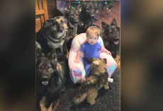 This is what happens when a baby is raised by 5 dogs