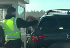 This Dog Will Do Anything To Befriend Every Stranger