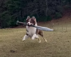 This Dog Is REALLY Obsessed With Sword Fighting With Her Humans