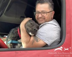 Dog Who Spent Over A Year At Shelter Beams As He Climbs Into Car With New Dad