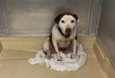 ‘Forgotten’ Shelter Dog Has The Sweetest Reaction To Finally Being Shown Love