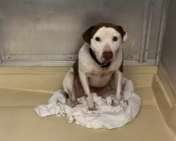 ‘Forgotten’ Shelter Dog Has The Sweetest Reaction To Finally Being Shown Love