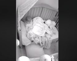 Dad lets 100lb Pit Bull sleep in crib with baby – captured footage makes headlines