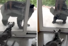 Bear Approaches Family’s Home, And The Old Guard Dog Isn’t Having It
