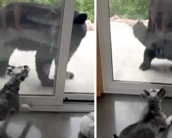 Bear Approaches Family’s Home, And The Old Guard Dog Isn’t Having It