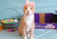 One-eyed rescue cat named Crash wins 2023 ‘Cadbury Bunny’ contest