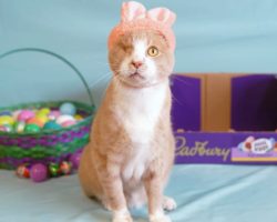 One-eyed rescue cat named Crash wins 2023 ‘Cadbury Bunny’ contest