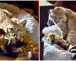 Bobcat sneaks into home through doggy door, makes itself at home in dog bed