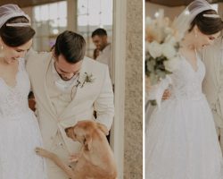 Newlyweds adopt stray dog who crashed their wedding