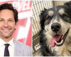 Dog named ‘Pawl Ruff’ goes viral for his resemblance to actor Paul Rudd