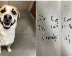 Dog named King found abandoned at Burger King with note attached: ‘I’m a good boy’