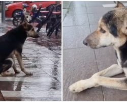 Dog waits outside in the rain every day for owner — viral video leads to reunion