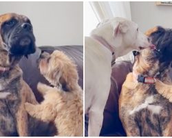 Anxious rescue dog is always comforted by his two best friends