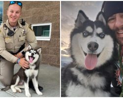 Husky rescued from 113-degree car now living her best life with new family