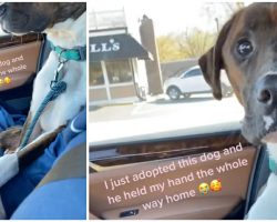 Shelter won’t stop holding new owner’s hand on first ride home: ‘I couldn’t let him go’