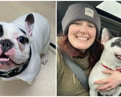 Ralphie, ‘fire breathing demon’ from viral adoption post, adopted by ‘perfect’ new owner