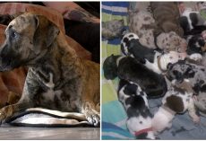 Great Dane gives birth to near-record 21 puppies in 27 hours