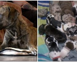 Great Dane gives birth to near-record 21 puppies in 27 hours