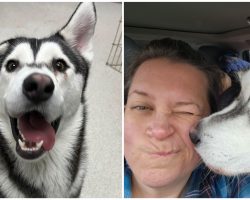 Family drives 2,600 miles to adopt shelter husky with crooked smile