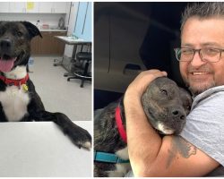 Dog rescued from euthanasia gets adopted after 372 days in shelter