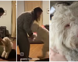 Blind and deaf dog jumps for joy after smelling his favorite human