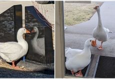 Cemetery staff write personal ad for lonely widowed goose — and find her a new love