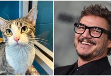 Cat named after Pedro Pascal goes viral, gets adopted in one day