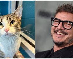 Cat named after Pedro Pascal goes viral, gets adopted in one day