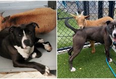 Shelter dog and goat form an unlikely close friendship, find a home together