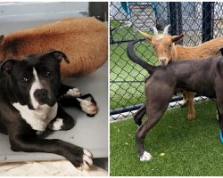 Shelter dog and goat form an unlikely close friendship, find a home together