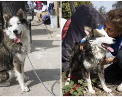 Husky dog found alive under rubble 22 days after Turkey earthquake