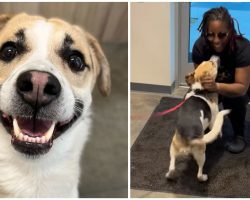 Update: Woman reunites with dog abandoned at Burger King without her permission